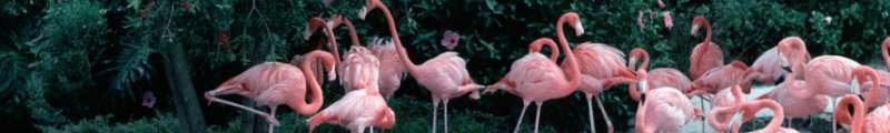 orlando Attractions